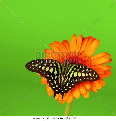  Graphium on orange gerber close up