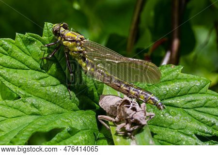 Larval Dragonfly Grey Shell. Nymphal Exuvia Of Gomphus Vulgatissimus. White Filaments Hanging Out Of