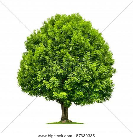 Perfect Ash Tree Isolated On White