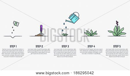 Growing plant stages. Seeds watering can sprout and grown plant. House plant in flowerpot. Line style flat illustration of house plant with leaves in pot. Thin lines. Grow process.