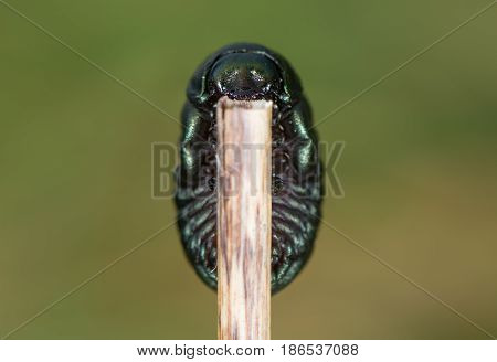 Bloody-nosed beetle (Timarcha tenebricosa) larva underside. Larval stage of beetle in the family Chrysomelidae found feeding on bedstraws (Galium sp.)