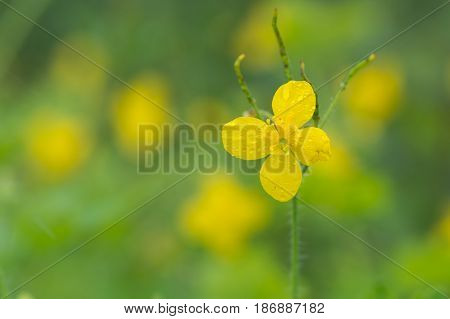 Greater celandine (Chelidonium majus) single flower. Bright yellow flower of plant in the poppy family Papaveraceae with seed pods