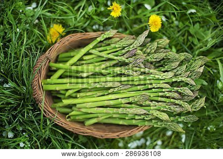 Asparagus. Fresh Asparagus. Green Asparagus. Picking Asparagus To The Basket.