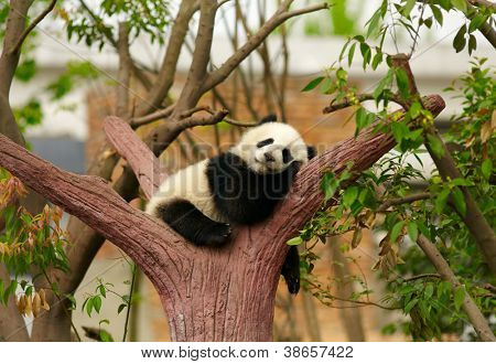 Sleeping giant panda baby