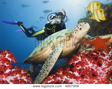 Green Turtle Underwater