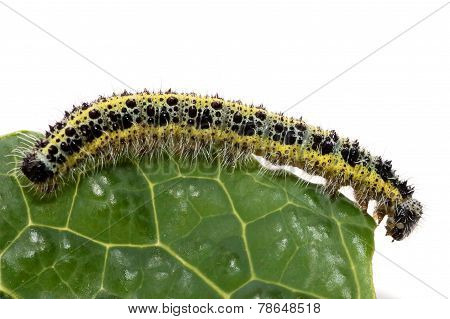 Caterpillar Of Small Cabbage White Butterfly