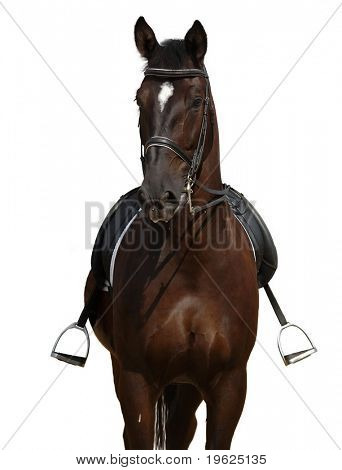 horse isolated on white