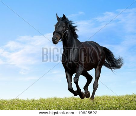 black horse