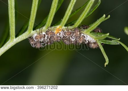 Black-spotted Lady Beetle Of The
Tribe Coccinellini In Larval State Hatching From Eggs