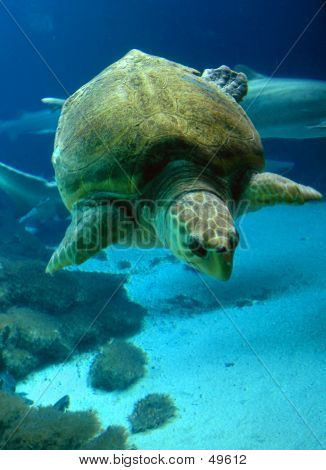 beautiful sea turtle swimming / diving under water