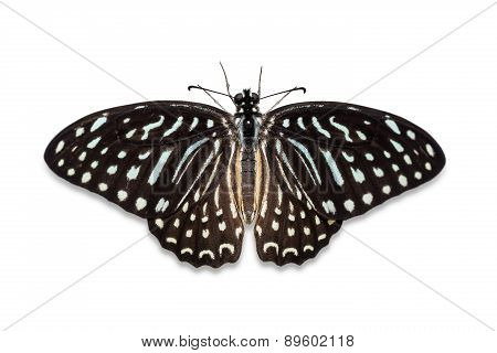 Spotted Zebra Butterfly