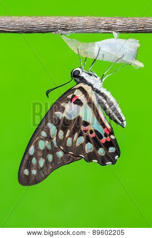 Newly Born Common Jay Butterfly