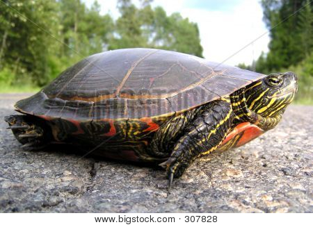 Painted Turtle