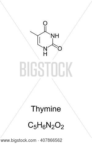 Thymine, T, Thy, Chemical Formula And Skeletal Structure. Nucleobase And Pyrimidine Derivative, One 