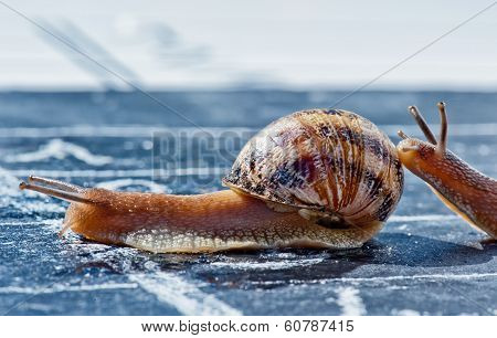 Snail Finish Encouraged By Its Congener