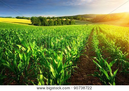 Sunlit Rows Of Corn Plants