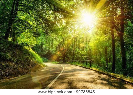 Scenic Road In A Forest