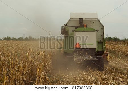 Harvesting corn crop field. Combine harvester working on plantation. Agricultural machinery gathering ripe maize crops.