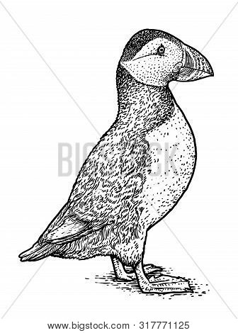 Atlantic Puffin Or Common Puffin Illustration, Drawing, Engraving, Ink, Line Art, Vector