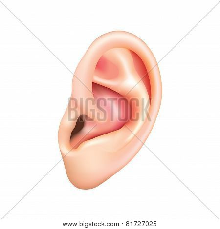 Human Ear Isolated On White Vector