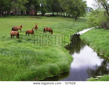 Horses In Pasture By Creek