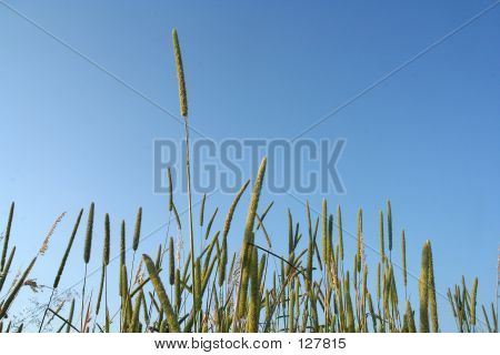 Riet