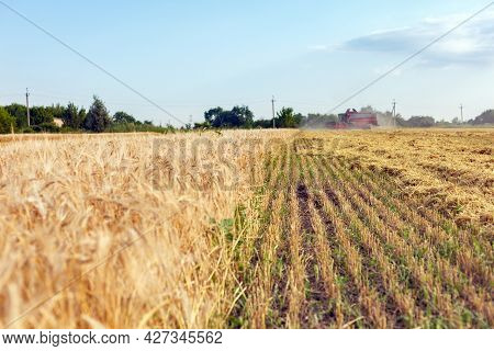 Wheat Harvesting On Field In Summer Season. Combine Harvester Harvests Ripe Wheat. Agriculture. Proc