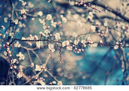 Apricot tree flower