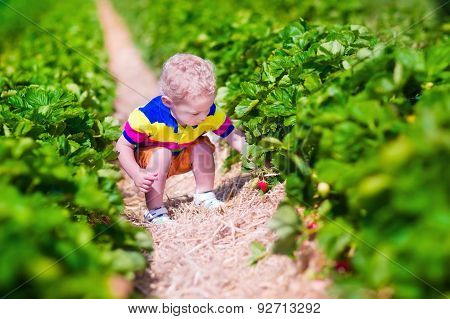 Child Picking Fresh Strawberry On A Farm