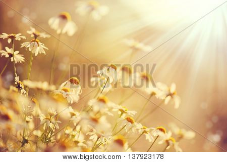 Chamomile field flowers border. Beautiful nature scene with blooming medical chamomilles in sun flare. Alternative medicine Spring Daisy. Summer flowers. Beautiful meadow. Summer background