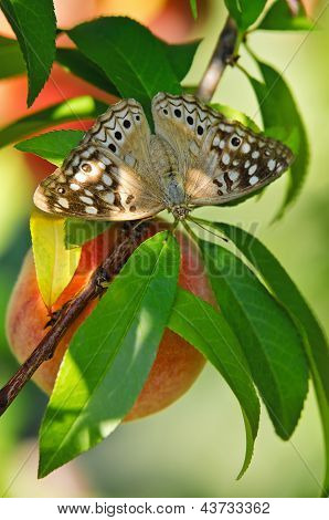 Hackberry emperador mariposa en melocotonero