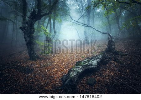 Mystical Autumn Forest In Fog In The Morning. Old Trees