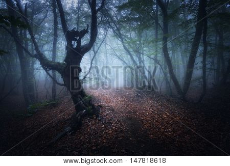 Mystical Autumn Foggy Forest In The Morning. Old Trees