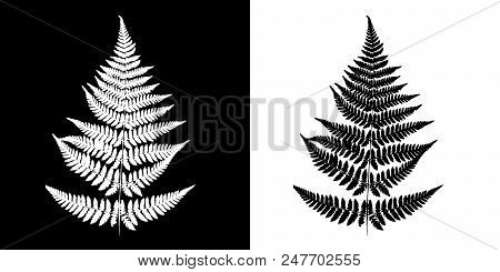 Fern Black-and-white Vector Image. Black Fern Silhouette Isolated On White Background And White Fern