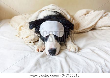 Do Not Disturb Me Let Me Sleep. Funny Puppy Border Collie With Sleeping Eye Mask Lay On Pillow Blank