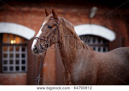 Portrait Of A Red Horse.