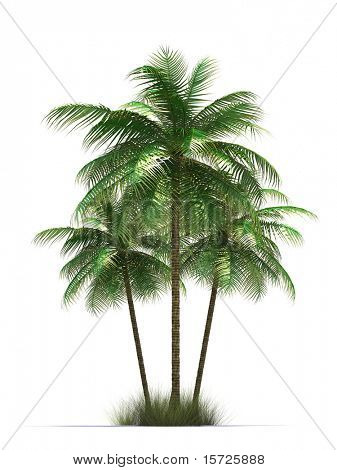 isolated palm trees. Symbol of rest.