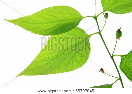 Common Hackberry  (Celtis australis)