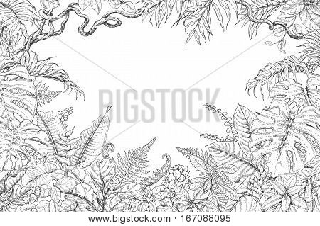 Hand drawn branches and leaves of tropical plants. Monochrome rectangle horizontal floral frame. Monstera ficus fern liana palm fronds sketch. Black and white illustration coloring page for adult.