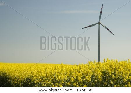 Wind Turbines And Rapeseed Field