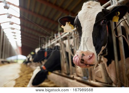 agriculture industry, farming and animal husbandry concept - herd of cows eating hay in cowshed on dairy farm