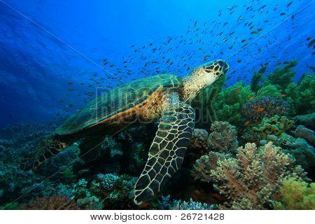 Hawksbill Turtle (Eretmochelys imbricata)