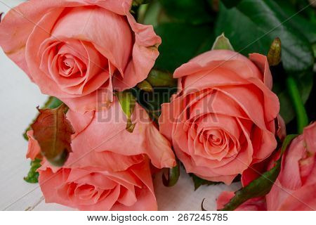 Flower In Garden At Sunny Summer Or Spring Day. Flower For Postcard Beauty Decoration And Agricultur