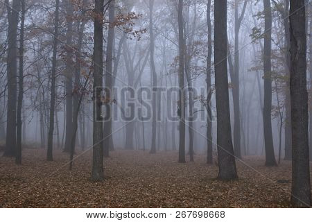 Autumn Forest Mist Landscape. Forest Fog Trees Silhouette In Autumn. Autumn Forest Fog Trees Backgro