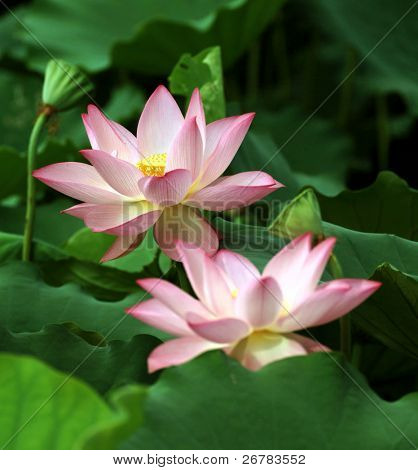 charmante Lotus-Blütezeit in den Teich.