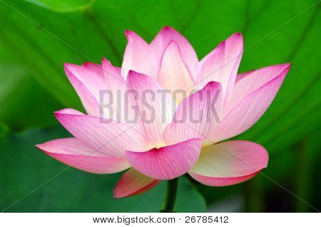 blühende Lotusblume auf grünem Hintergrund.Finden Sie weitere Lotus in meinem portfolio