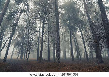 Autumn Forest Mist Trees Silhouette Landscape. Mysterious Forest Mist Trees In Autumn Fog. Halloween