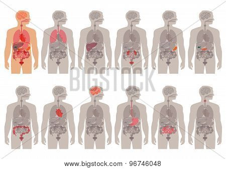 human body anatomy,