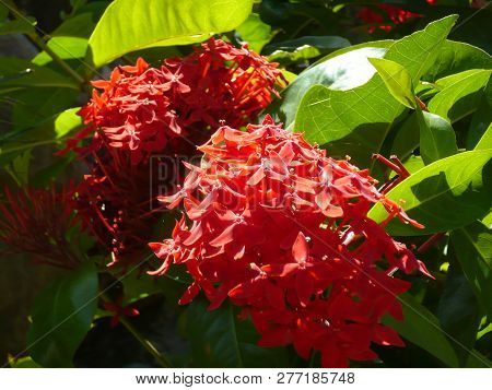 Vietnam, Farang Province. Beautiful Tropical Asian Vegetation