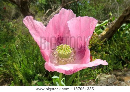 Poppy flower poppies Papaveraceae pink petals growing in garden